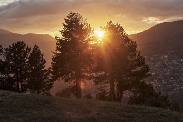 grand forest_0145