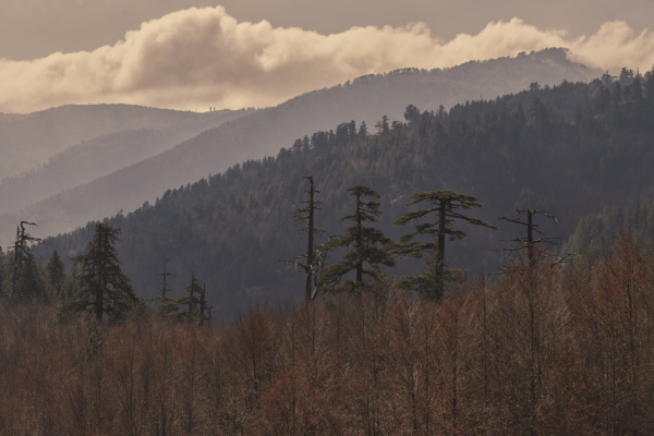 grand forest_74064