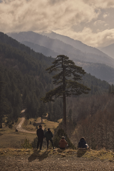 grand forest_74081